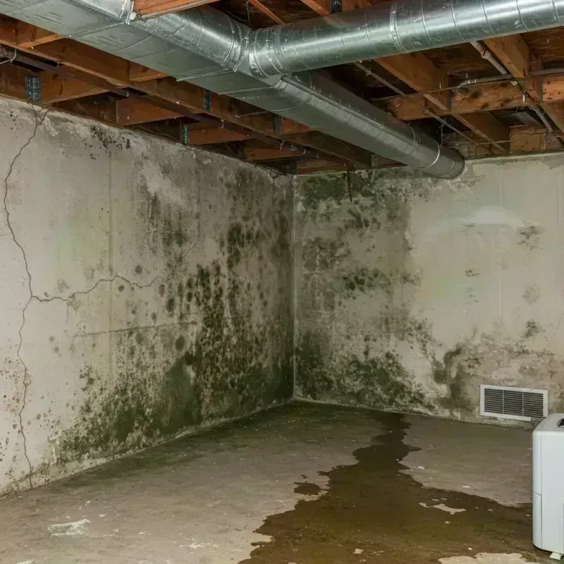 Professional Mold Removal in Montgomery County, IL